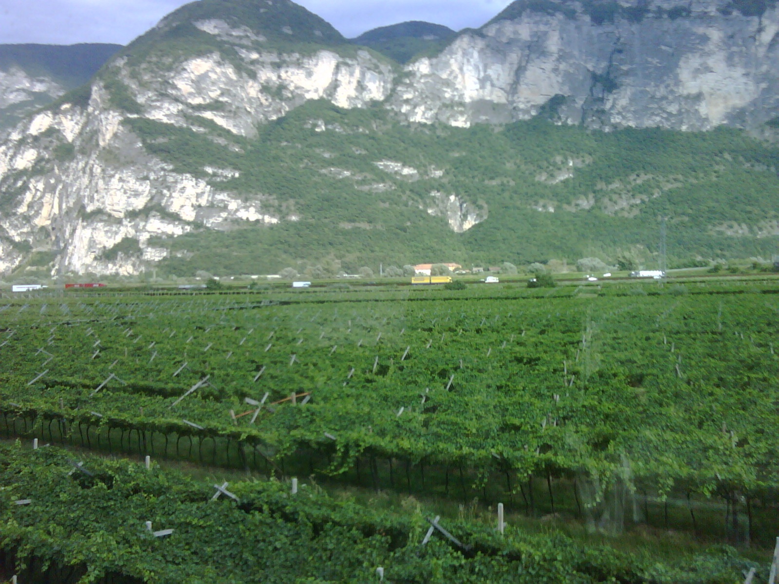 Trentino vineyards.jpg